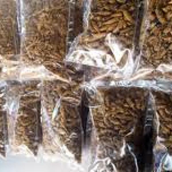 Ensenene (grasshopers).