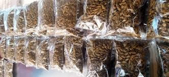 Ensenene (grasshopers).